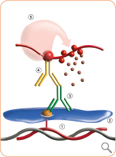 Zyto<em>Dot </em><sup>®</sup> Method Description