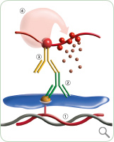 Zyto<em>Fast </em><sup>®</sup> PLUS Method Description