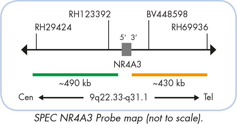 Chromosom 19 Defekt Chromosom 17 2019 12 13