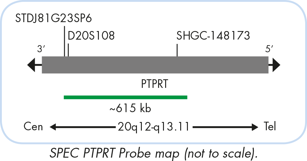 ZytoLight SPEC PTPRT/20q11 Dual Color Probe - ZytoVision GmbH