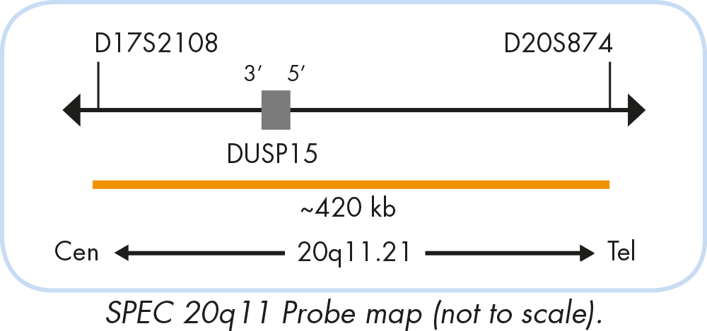 ZytoLight SPEC PTPRT/20q11 Dual Color Probe - ZytoVision GmbH